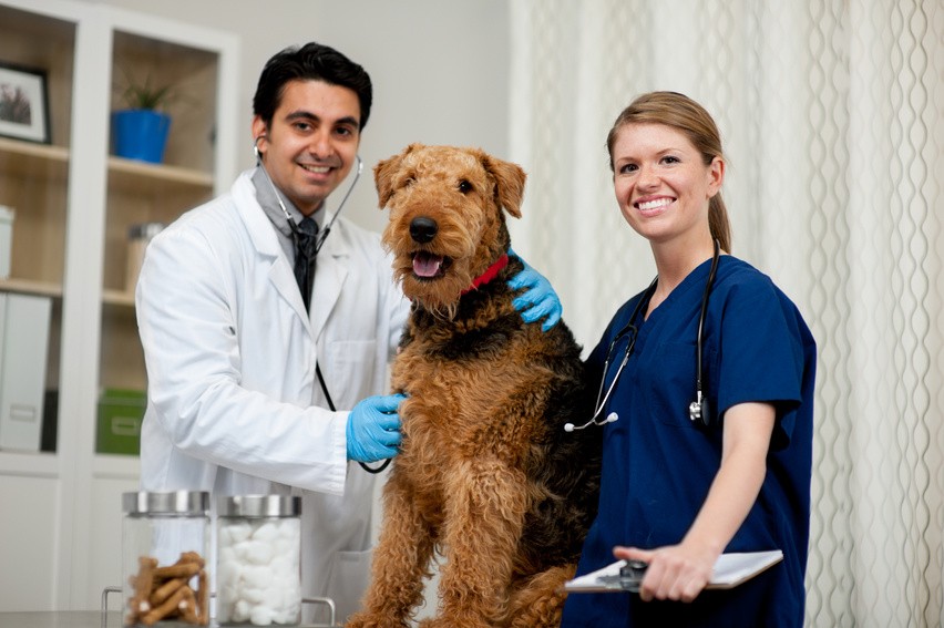 An image of two veterinarians, one female and one male standing with Standing with stethoscopes next to a brown dog